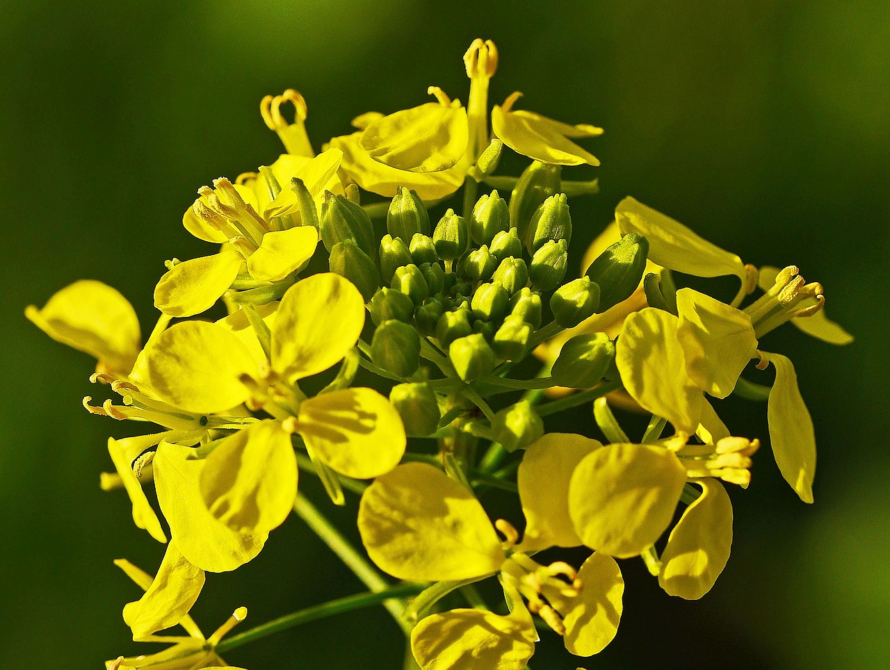 How to Use Manure in Your Garden the Eco-Friendly Way?